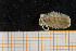 ( - UMBergen_MBOWA_onup38)  @11 [ ] CreativeCommons - Attribution Non-Commercial Share-Alike (2013) Natural History Collections, University of Bergen University of Bergen, Natural History Collections