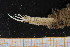  ( - UMBergen_MBOWA_onup40)  @11 [ ] CreativeCommons - Attribution Non-Commercial Share-Alike (2013) Natural History Collections, University of Bergen University of Bergen, Natural History Collections