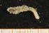  ( - UMBergen_MBOWA_onup46)  @11 [ ] CreativeCommons - Attribution Non-Commercial Share-Alike (2013) Natural History Collections, University of Bergen University of Bergen, Natural History Collections