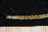  (Onuphis sp. 1 - UMBergen_MBOWA_onup65)  @11 [ ] CreativeCommons - Attribution Non-Commercial Share-Alike (2013) Natural History Collections, University of Bergen University of Bergen, Natural History Collections