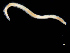  (Ophelina sp. Ab - UMBergen_MBOWA_opheli01)  @11 [ ] CreativeCommons - Attribution Non-Commercial Share-Alike (2013) Natural History Collections, University of Bergen University of Bergen, Natural History Collections
