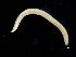  ( - UMBergen_MBOWA_opheli08)  @11 [ ] CreativeCommons - Attribution Non-Commercial Share-Alike (2013) Natural History Collections, University of Bergen University of Bergen, Natural History Collections