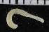 ( - ZMBN_106894)  @11 [ ] CreativeCommons - Attribution Non-Commercial Share-Alike (2016) University of Bergen University of Bergen, Natural History Collections