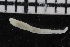  ( - ZMBN_106896)  @11 [ ] CreativeCommons - Attribution Non-Commercial Share-Alike (2016) University of Bergen University of Bergen, Natural History Collections
