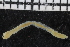  ( - ZMBN_106898)  @11 [ ] CreativeCommons - Attribution Non-Commercial Share-Alike (2016) University of Bergen University of Bergen, Natural History Collections