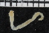  ( - ZMBN_106899)  @11 [ ] CreativeCommons - Attribution Non-Commercial Share-Alike (2016) University of Bergen University of Bergen, Natural History Collections