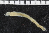  ( - ZMBN_106902)  @11 [ ] CreativeCommons - Attribution Non-Commercial Share-Alike (2016) University of Bergen University of Bergen, Natural History Collections
