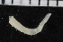  ( - ZMBN_106903)  @11 [ ] CreativeCommons - Attribution Non-Commercial Share-Alike (2016) University of Bergen University of Bergen, Natural History Collections