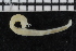  ( - ZMBN_106904)  @11 [ ] CreativeCommons - Attribution Non-Commercial Share-Alike (2016) University of Bergen University of Bergen, Natural History Collections