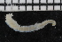  ( - ZMBN_106906)  @11 [ ] CreativeCommons - Attribution Non-Commercial Share-Alike (2016) University of Bergen University of Bergen, Natural History Collections