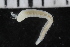  ( - ZMBN_106909)  @11 [ ] CreativeCommons - Attribution Non-Commercial Share-Alike (2016) University of Bergen University of Bergen, Natural History Collections