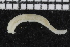  ( - ZMBN_106954)  @11 [ ] CreativeCommons - Attribution Non-Commercial Share-Alike (2016) University of Bergen University of Bergen, Natural History Collections