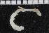  ( - ZMBN_106955)  @11 [ ] CreativeCommons - Attribution Non-Commercial Share-Alike (2016) University of Bergen University of Bergen, Natural History Collections