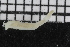  ( - ZMBN_106956)  @11 [ ] CreativeCommons - Attribution Non-Commercial Share-Alike (2016) University of Bergen University of Bergen, Natural History Collections