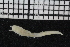  ( - ZMBN_106989)  @11 [ ] CreativeCommons - Attribution Non-Commercial Share-Alike (2016) University of Bergen University of Bergen, Natural History Collections