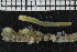 ( - ZMBN_106990)  @11 [ ] CreativeCommons - Attribution Non-Commercial Share-Alike (2016) University of Bergen University of Bergen, Natural History Collections