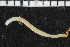  (Eclysippe sp. B - ZMBN_106993)  @11 [ ] CreativeCommons - Attribution Non-Commercial Share-Alike (2016) University of Bergen University of Bergen, Natural History Collections