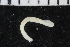  ( - ZMBN_106995)  @11 [ ] CreativeCommons - Attribution Non-Commercial Share-Alike (2016) University of Bergen University of Bergen, Natural History Collections