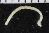  ( - ZMBN_106996)  @11 [ ] CreativeCommons - Attribution Non-Commercial Share-Alike (2016) University of Bergen University of Bergen, Natural History Collections