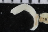  ( - ZMBN_106998)  @11 [ ] CreativeCommons - Attribution Non-Commercial Share-Alike (2016) University of Bergen University of Bergen, Natural History Collections