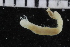  ( - ZMBN_107008)  @11 [ ] CreativeCommons - Attribution Non-Commercial Share-Alike (2016) University of Bergen University of Bergen, Natural History Collections