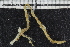  ( - ZMBN_107036)  @11 [ ] CreativeCommons - Attribution Non-Commercial Share-Alike (2016) University of Bergen University of Bergen, Natural History Collections