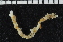  ( - ZMBN_107038)  @11 [ ] CreativeCommons - Attribution Non-Commercial Share-Alike (2016) University of Bergen University of Bergen, Natural History Collections