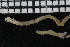  ( - ZMBN_107039)  @11 [ ] CreativeCommons - Attribution Non-Commercial Share-Alike (2016) University of Bergen University of Bergen, Natural History Collections
