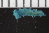  ( - ZMBN_107053)  @11 [ ] CreativeCommons - Attribution Non-Commercial Share-Alike (2016) University of Bergen University of Bergen, Natural History Collections