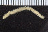  ( - ZMBN_107343)  @11 [ ] CreativeCommons - Attribution Non-Commercial Share-Alike (2016) University of Bergen University of Bergen, Natural History Collections