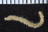  ( - ZMBN_107344)  @11 [ ] CreativeCommons - Attribution Non-Commercial Share-Alike (2016) University of Bergen University of Bergen, Natural History Collections