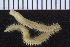  ( - ZMBN_107345)  @11 [ ] CreativeCommons - Attribution Non-Commercial Share-Alike (2016) University of Bergen University of Bergen, Natural History Collections