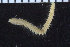  ( - ZMBN_107346)  @11 [ ] CreativeCommons - Attribution Non-Commercial Share-Alike (2016) University of Bergen University of Bergen, Natural History Collections