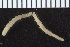  ( - ZMBN_107347)  @11 [ ] CreativeCommons - Attribution Non-Commercial Share-Alike (2016) University of Bergen University of Bergen, Natural History Collections