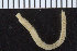  ( - ZMBN_107348)  @11 [ ] CreativeCommons - Attribution Non-Commercial Share-Alike (2016) University of Bergen University of Bergen, Natural History Collections