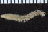  ( - ZMBN_107349)  @11 [ ] CreativeCommons - Attribution Non-Commercial Share-Alike (2016) University of Bergen University of Bergen, Natural History Collections