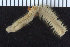  ( - ZMBN_107350)  @11 [ ] CreativeCommons - Attribution Non-Commercial Share-Alike (2016) University of Bergen University of Bergen, Natural History Collections