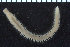  ( - ZMBN_107351)  @11 [ ] CreativeCommons - Attribution Non-Commercial Share-Alike (2016) University of Bergen University of Bergen, Natural History Collections