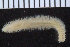  ( - ZMBN_107358)  @11 [ ] CreativeCommons - Attribution Non-Commercial Share-Alike (2016) University of Bergen University of Bergen, Natural History Collections