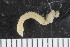  ( - ZMBN_107993)  @11 [ ] CreativeCommons - Attribution Non-Commercial Share-Alike (2017) University of Bergen Natural History Collections