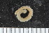 ( - ZMBN_107996)  @11 [ ] CreativeCommons - Attribution Non-Commercial Share-Alike (2017) University of Bergen Natural History Collections