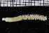  ( - ZMBN_115809)  @11 [ ] CreativeCommons - Attribution Non-Commercial Share-Alike (2017) University of Bergen Natural History Collections