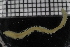  ( - ZMBN_115812)  @11 [ ] CreativeCommons - Attribution Non-Commercial Share-Alike (2017) University of Bergen Natural History Collections