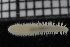  ( - ZMBN_115817)  @11 [ ] CreativeCommons - Attribution Non-Commercial Share-Alike (2017) University of Bergen Natural History Collections