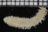  ( - ZMBN_115818)  @11 [ ] CreativeCommons - Attribution Non-Commercial Share-Alike (2017) University of Bergen Natural History Collections