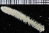  ( - ZMBN_115820)  @11 [ ] CreativeCommons - Attribution Non-Commercial Share-Alike (2017) University of Bergen Natural History Collections
