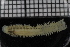  ( - ZMBN_115822)  @11 [ ] CreativeCommons - Attribution Non-Commercial Share-Alike (2017) University of Bergen Natural History Collections