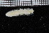  ( - ZMBN_115835)  @11 [ ] CreativeCommons - Attribution Non-Commercial Share-Alike (2017) University of Bergen Natural History Collections