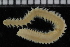  ( - ZMBN_115842)  @11 [ ] CreativeCommons - Attribution Non-Commercial Share-Alike (2017) University of Bergen Natural History Collections