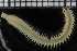  ( - ZMBN_115845)  @11 [ ] CreativeCommons - Attribution Non-Commercial Share-Alike (2017) University of Bergen Natural History Collections